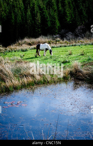 Il cavallo in Galloway Forest Park, Dumfries and Galloway, Scozia Foto Stock