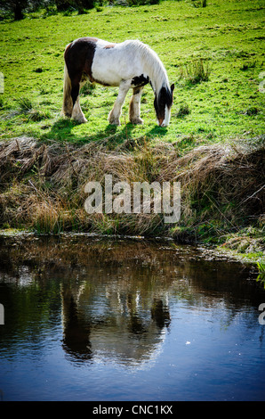 Il cavallo in Galloway Forest Park, Dumfries and Galloway, Scozia Foto Stock