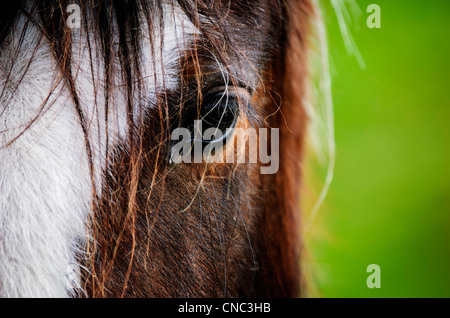 Il cavallo in Galloway Forest Park, Dumfries and Galloway, Scozia Foto Stock