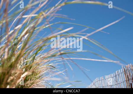 Dune [di erba o di erba Marram] su una spiaggia in Ogunquit, Maine, New England, STATI UNITI D'AMERICA, con un luminoso Cielo di estate blu. Foto Stock