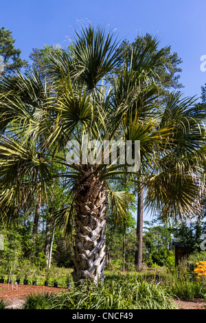 Maya Palm Tree, Sabal guatemalensis, presso Mercer Arboretum e Giardini Botanici in primavera, Texas. Foto Stock