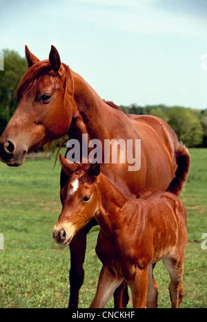 La madre e il puledro vicino fino in estate nel campo erboso Missouri USA Foto Stock