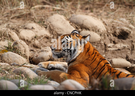 Royal tigre del Bengala (Panthera Tigris) seduto in un fiume nel parco di cittadino di Corbett Foto Stock