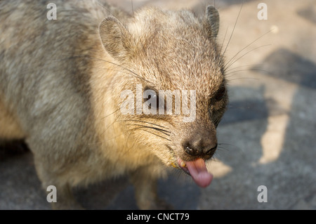 Il Rock Hyrax (Procavia capensis), o Capo Hyrax, Ordine Hyracoidea, Chiang mai zoo, THaialnd Foto Stock