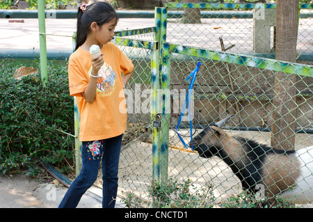 Ragazza con gelato guardando capra in gabbia, Chinag Mai zoo,Thaialnd Foto Stock