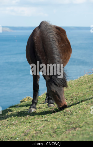 Dartmoor pony di pascolare su rame in testa al sottobosco di controllo Foto Stock