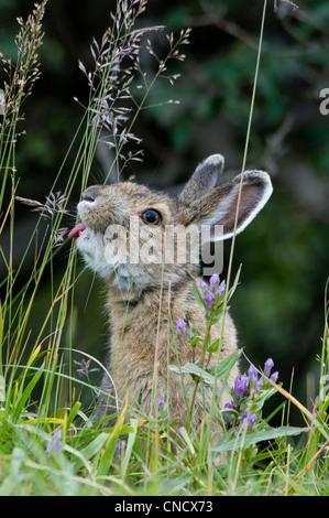 In prossimità di una lepre con racchette da neve mangiare erba nel Denali National Park & Preserve, Interior Alaska, estate Foto Stock