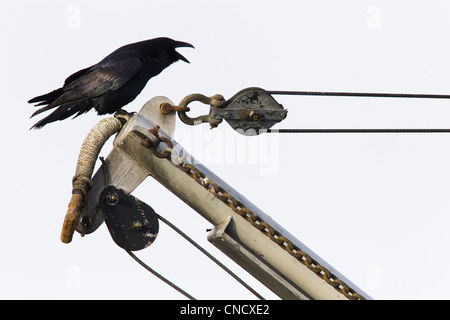 Comune chiamata Raven mentre appollaiato su un armamento di seine barca da pesca, Cordova Boat Harbour, Cordova, centromeridionale, inverno Foto Stock