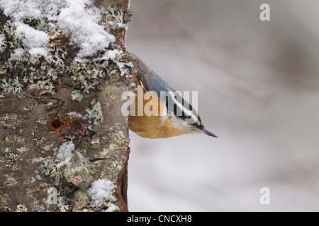 Maschio rosso-breasted picchio muratore appollaiato capovolto su un lichene coperto di corteccia di betulla, Anchorage, Chugach Mountains, Alaska, inverno Foto Stock