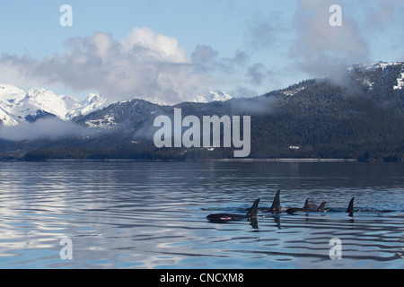 Killer Whale pod che mostra le pinne dorsali vetroso sulla superficie calma del principe William Sound con Chugach Mountains in background, Alaska Foto Stock