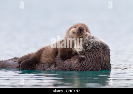 Femmina Lontra di mare con cucciolo neonato cavalcare il suo stomaco, Prince William Sound, centromeridionale Alaska, inverno Foto Stock