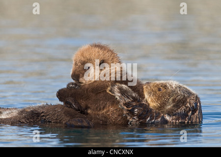 Femmina Lontra di mare con cucciolo neonato cavalcare il suo stomaco, Prince William Sound, centromeridionale Alaska, inverno Foto Stock