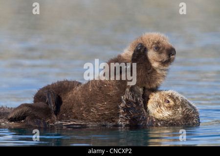 Femmina Lontra di mare con cucciolo neonato cavalcare il suo stomaco, Prince William Sound, centromeridionale Alaska, inverno Foto Stock