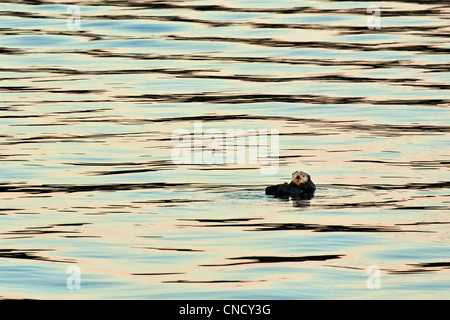 Una Lontra di mare galleggianti in Bartlett Cove al tramonto, il Parco Nazionale di Glacier Bay & preservare, a sud-est di Alaska, estate Foto Stock