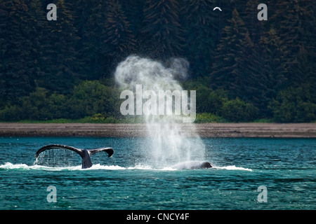 Un gruppo di balene Humpback alimentazione, soffiaggio, e immersioni nelle gelide stretto, il Parco Nazionale di Glacier Bay & preservare, Alaska Foto Stock