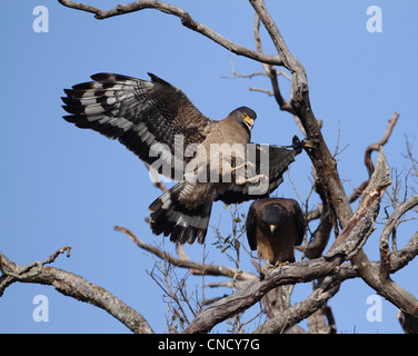 Crested Eagle serpente coniugata Foto Stock