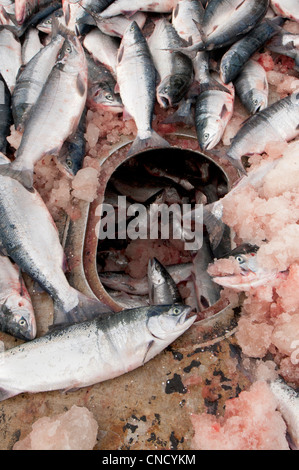 Il Salmone Sockeye si accumulano sul ponte di un'offerta mentre si è in attesa di essere spinto verso il basso nel deposito freddo attesa, Bristol Bay, Alaska Foto Stock