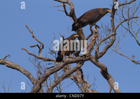 Crested Eagle serpente coniugata Foto Stock