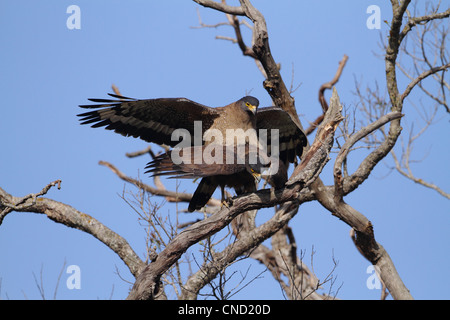 Crested Eagle serpente coniugata Foto Stock