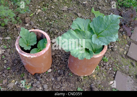 Rabarbaro essendo forzato nella vecchia comignoli Foto Stock