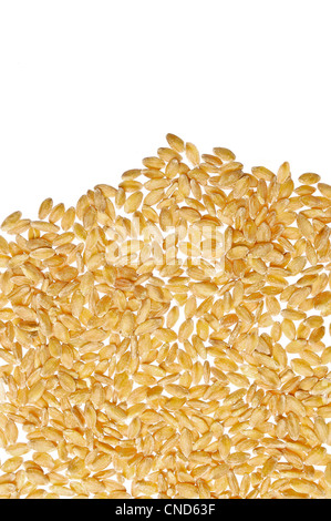 Il grano farro piccolo Monococco, sementi di Triticum Monococcum L. Foto Stock