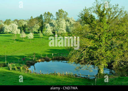 Un piccolo stagno, sidro di mele e di pere meli in fiore, in un meado (Domfrontais, Orne, in Normandia, Francia, Europa). Foto Stock