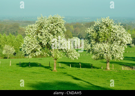 Due perry pera alberi in fiore in un prato (Domfrontais, Orne, in Normandia, Francia, Europa). Foto Stock