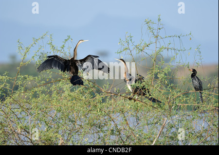 African darter (Anhinga rufa) essiccazione di ali su di una boccola in una zona allagata Lake Baringo - Kenya - Africa orientale Foto Stock