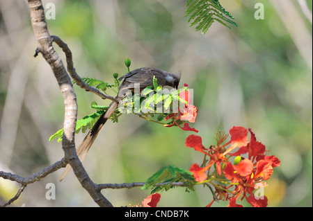 Chiazzato Mousebird (Colius striatus) mangiando un fiore in un albero Lake Baringo - Kenya - Africa orientale Foto Stock