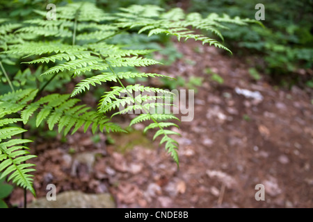 Primo piano di alcuni completamente cresciuti forest foglie di felce in mezzo al bosco. Profondità di campo. Foto Stock
