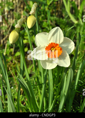 Daffodil Narciso Kilworth (Narcissus sp). Foto Stock