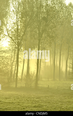 La nebbia in una piantagione di pioppo a sunrise (nord Mayenne, Paese della Loira, in Francia, in Europa). Foto Stock