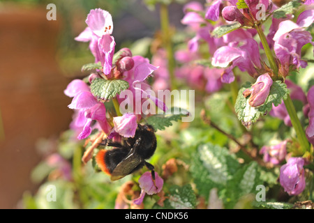 Un bumblebee viene a poggiare su fiori di primavera in un clima caldo e Brighton SUSSEX REGNO UNITO oggi . Foto Stock