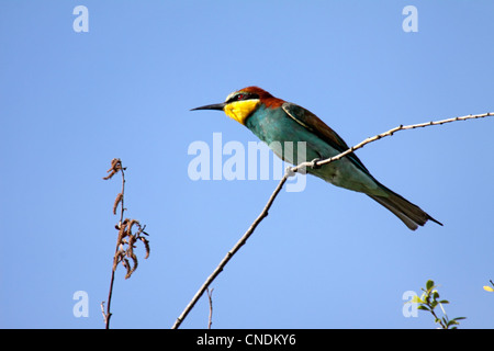 Unione bee eater appollaiato sul ramo sottile nella Grecia settentrionale Foto Stock