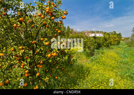 Arance che crescono su alberi in un aranceto Algarve Portogallo UE Europa Foto Stock