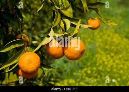 Arance che crescono su alberi in un aranceto Algarve Portogallo UE Europa Foto Stock