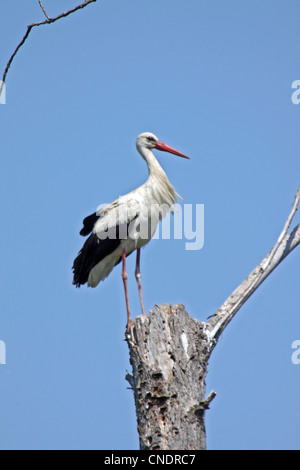 Cicogna bianca appollaiata su albero morto in Grecia settentrionale Foto Stock