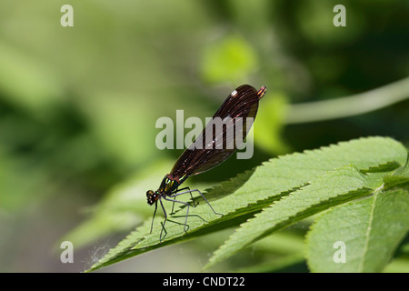 Belle demoiselle femmina in appoggio sulla lamina in Grecia settentrionale Foto Stock