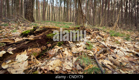 Albero caduto coperto con moss giacente in una fitta foresta Foto Stock