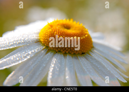 Marguerite close up - macro Foto Stock