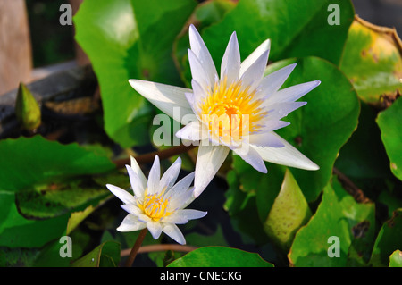 Water Lilies in laghetto in giardino, Damnoen Saduak District, la provincia Ratchaburi, Thailandia Foto Stock