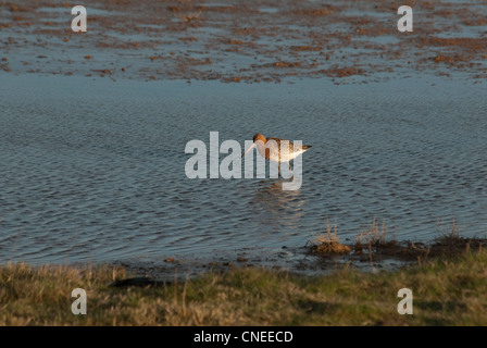 Nero tailed Godwit guadare in paludi saline Foto Stock