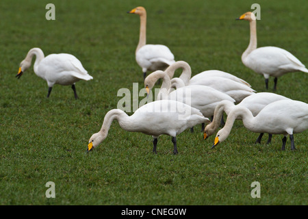 Gregge di Whooper cigni (Cygnus cygnus) alimentazione invernale sul campo di grano, Cambridgeshire Foto Stock