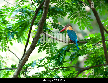 Uccello, Stork-fatturati Kingfisher, Halcyon capensis, arroccato, il ramo di un albero foglie verdi, aspettando pazientemente Foto Stock