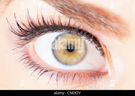 Close up femmina umana occhio con ciglia finte Foto Stock