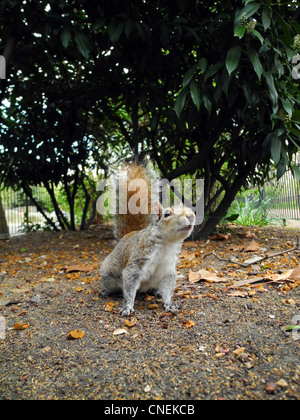 Scoiattolo grigio in St James Park London REGNO UNITO Foto Stock