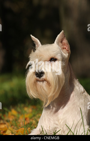 Il portrate del cane bianco su verde Foto Stock