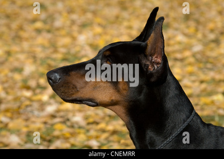 Dobermann-colpo alla testa Foto Stock