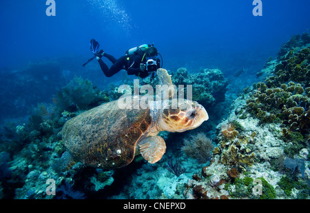 Subacqueo con tartaruga Caretta Foto Stock
