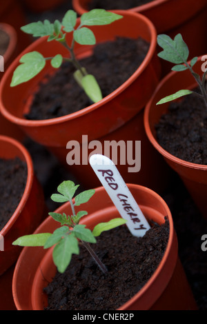 Le piantine di pomodoro Foto Stock